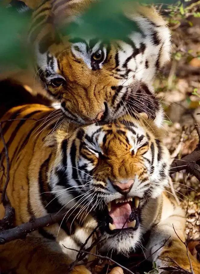 戏说老虎图文杂汇