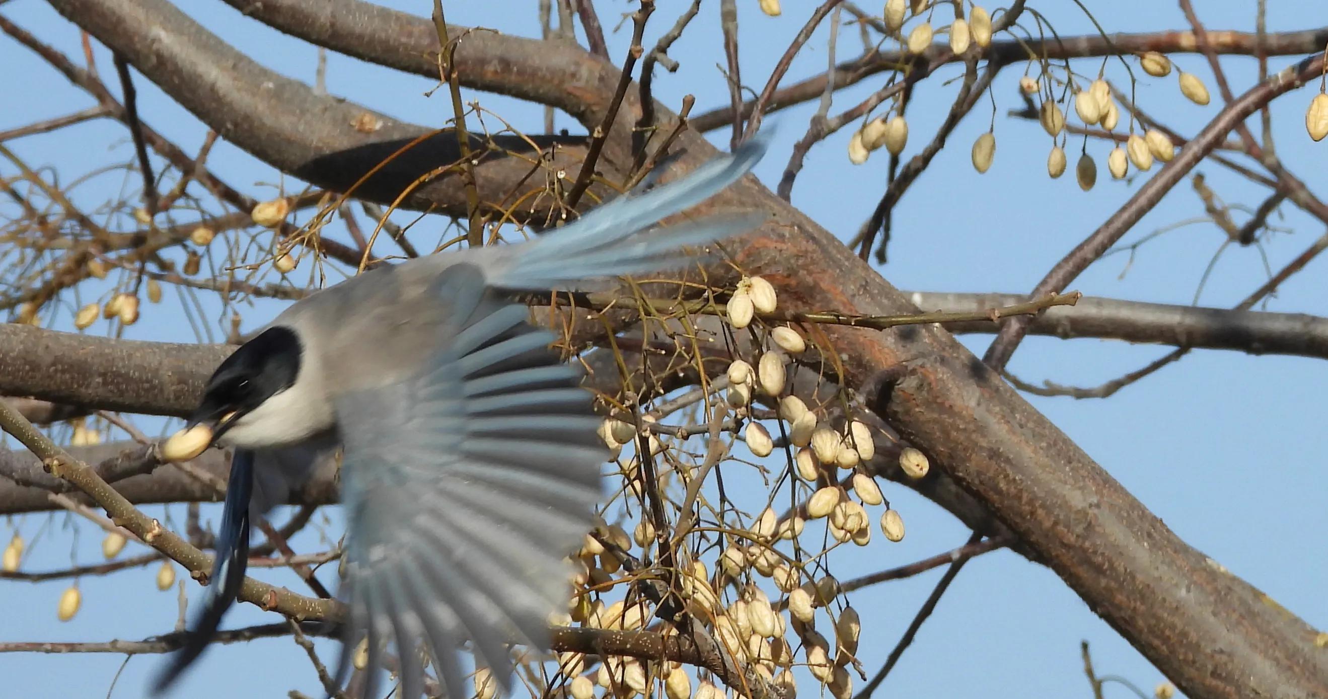 灰喜鹊冬天食物,灰喜鹊喂什么