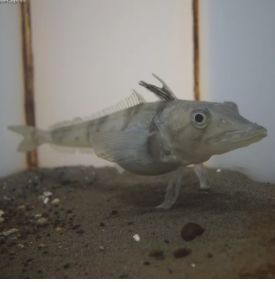 5种世界上最奇特的鱼图片,最奇葩的十种鱼类