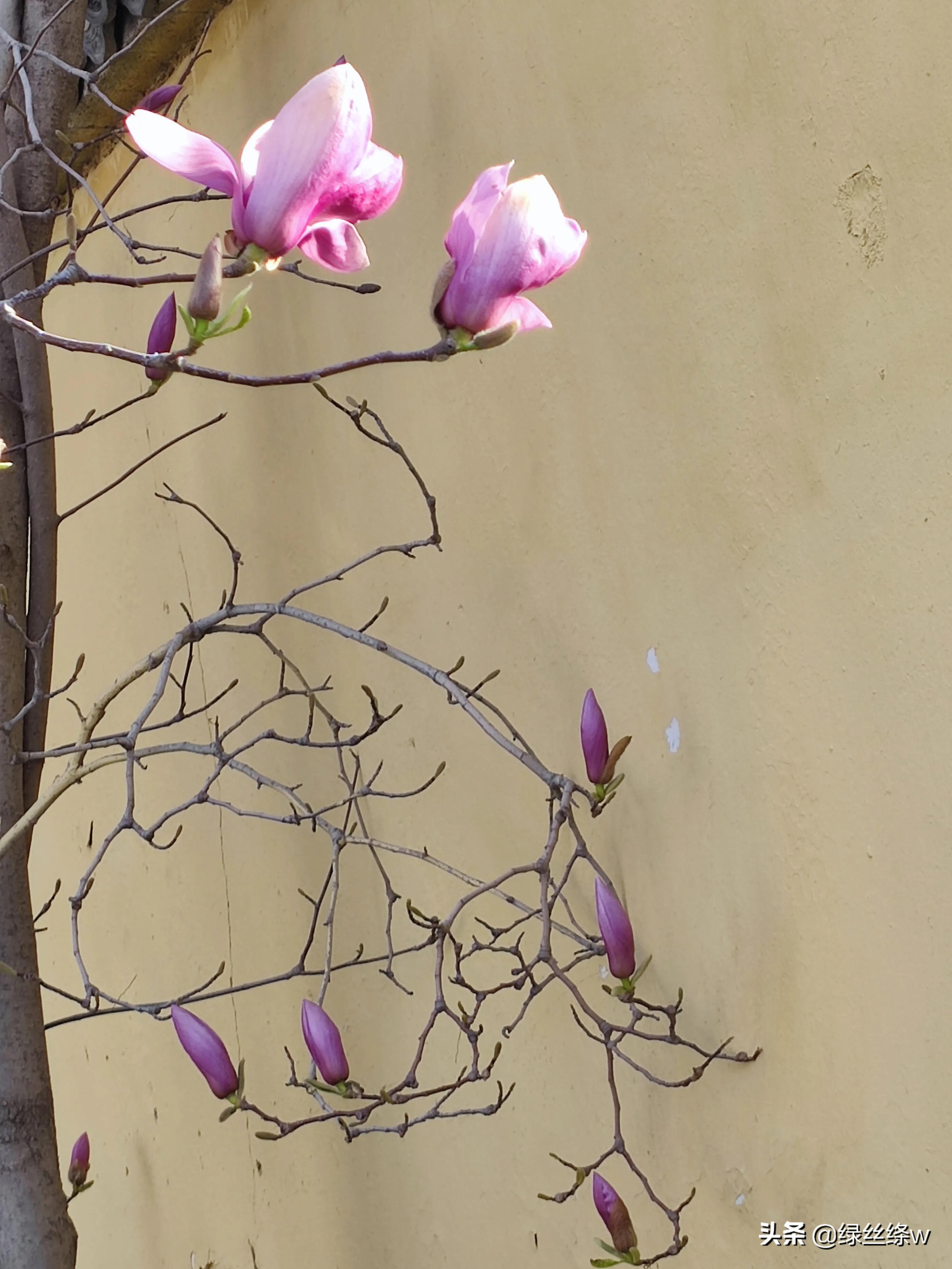 咏诗友原创诗词大全,春日赏花诗句大全