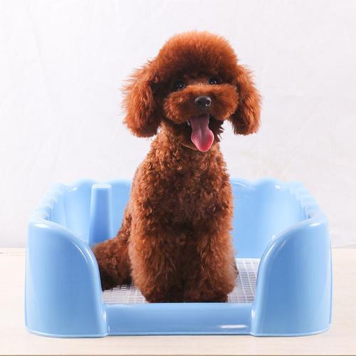 怎么给泰迪幼犬梳毛,怎样给泰迪正确梳毛