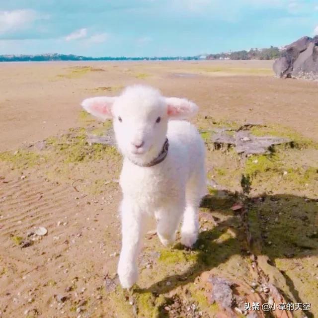 羊奶主要缺点,羊奶怎么养好喝