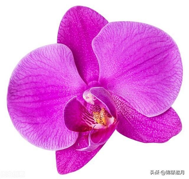 春兰奇蝶花图片,春兰花园美图欣赏