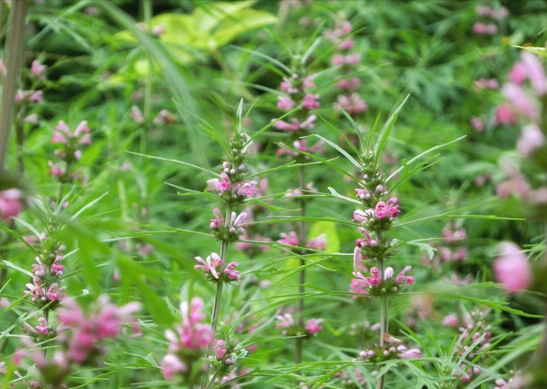 春天看图挖野菜，送你40种野菜大图鉴，让你轻松辨别各种野菜