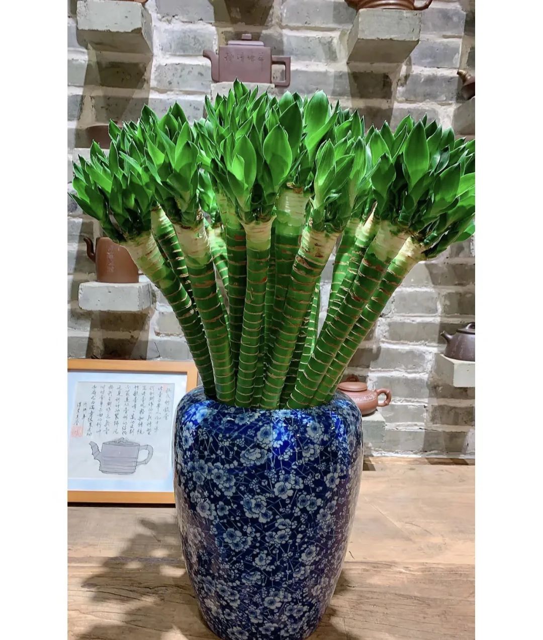 绿植不怕冻客厅,10种不怕太阳晒的盆栽绿植