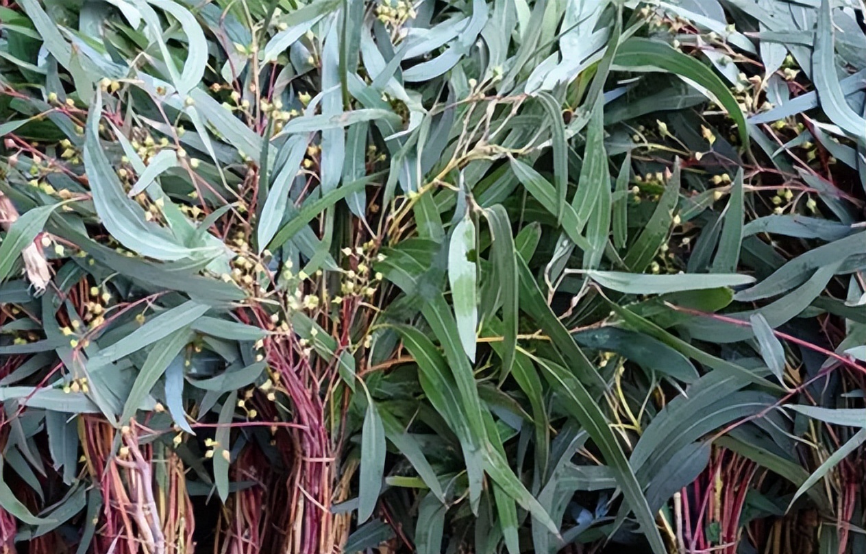 什么方法治蟑螂最有效,拜耳蟑螂饵可以根除蟑螂么