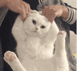 猫治百病是真的吗,猫治百病2