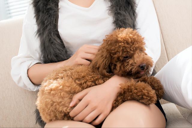 被奶奶宠坏的泰迪,泰迪狗被宠坏的表现