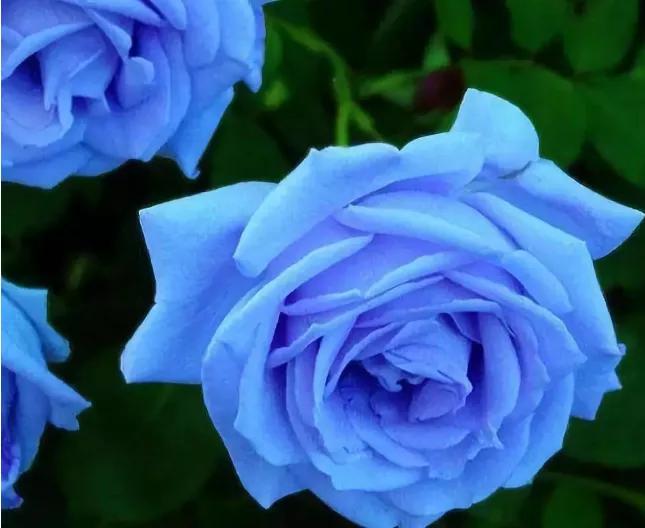 玫瑰花花语,玫瑰花花语列表