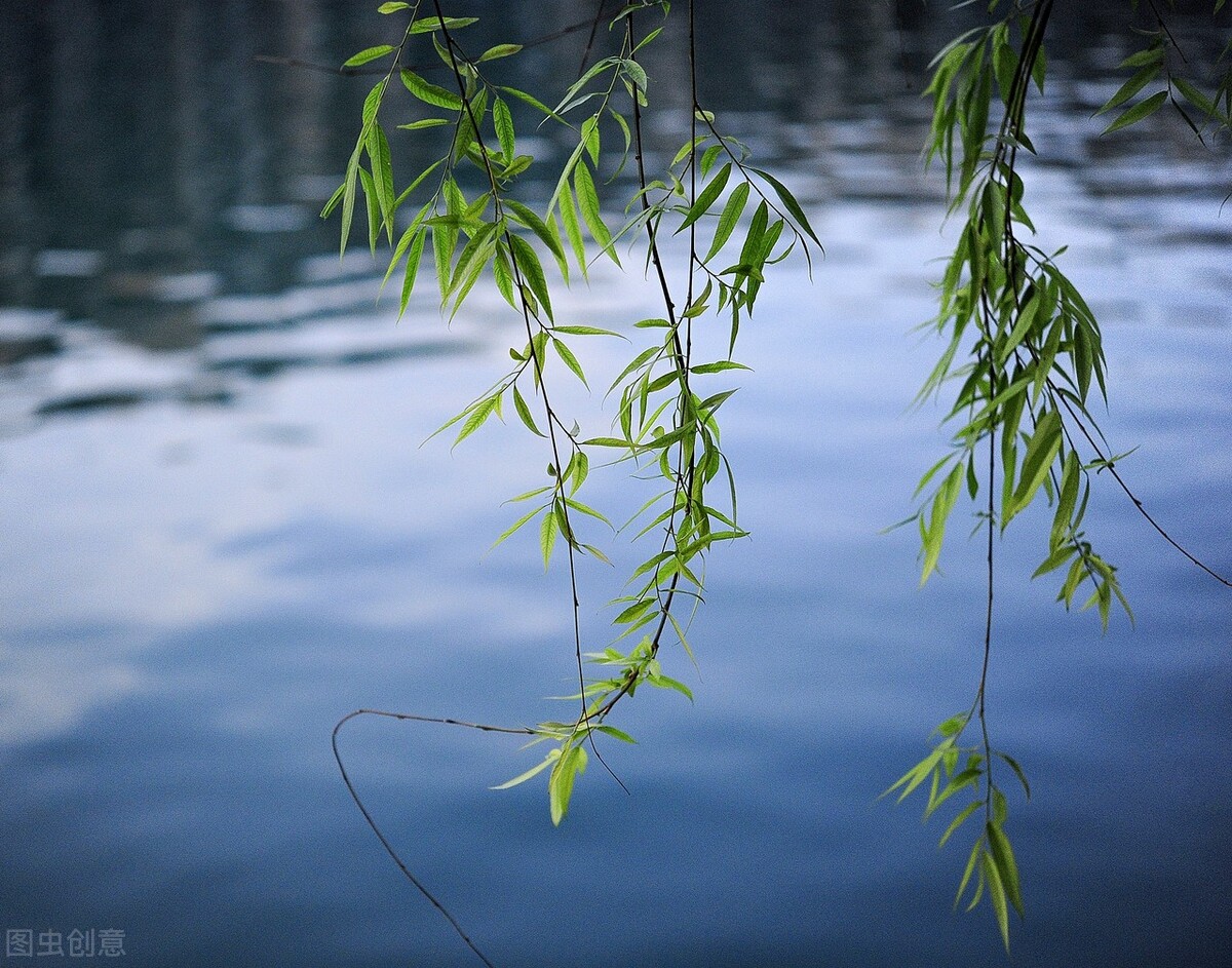 风吹杨柳万千条选段,风吹杨柳万千条指什么生肖