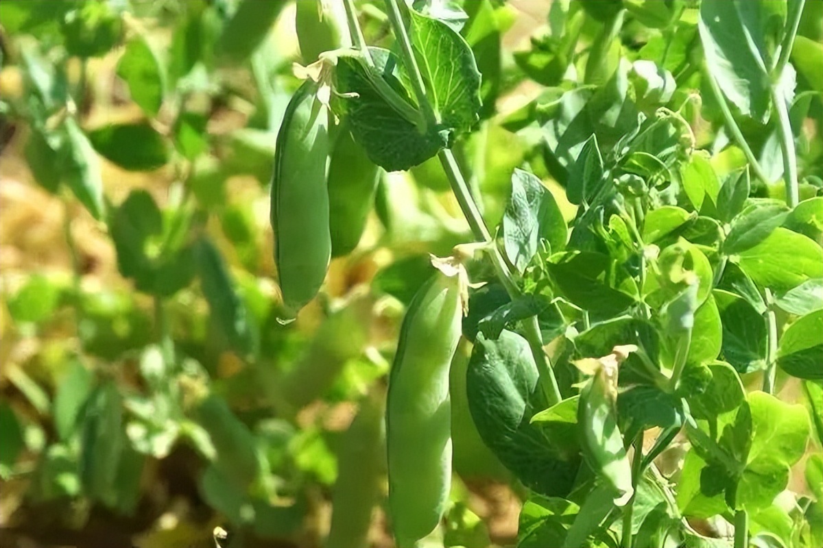 浙江人常吃的蔬菜有哪些,幼儿园常吃的蔬菜有哪些