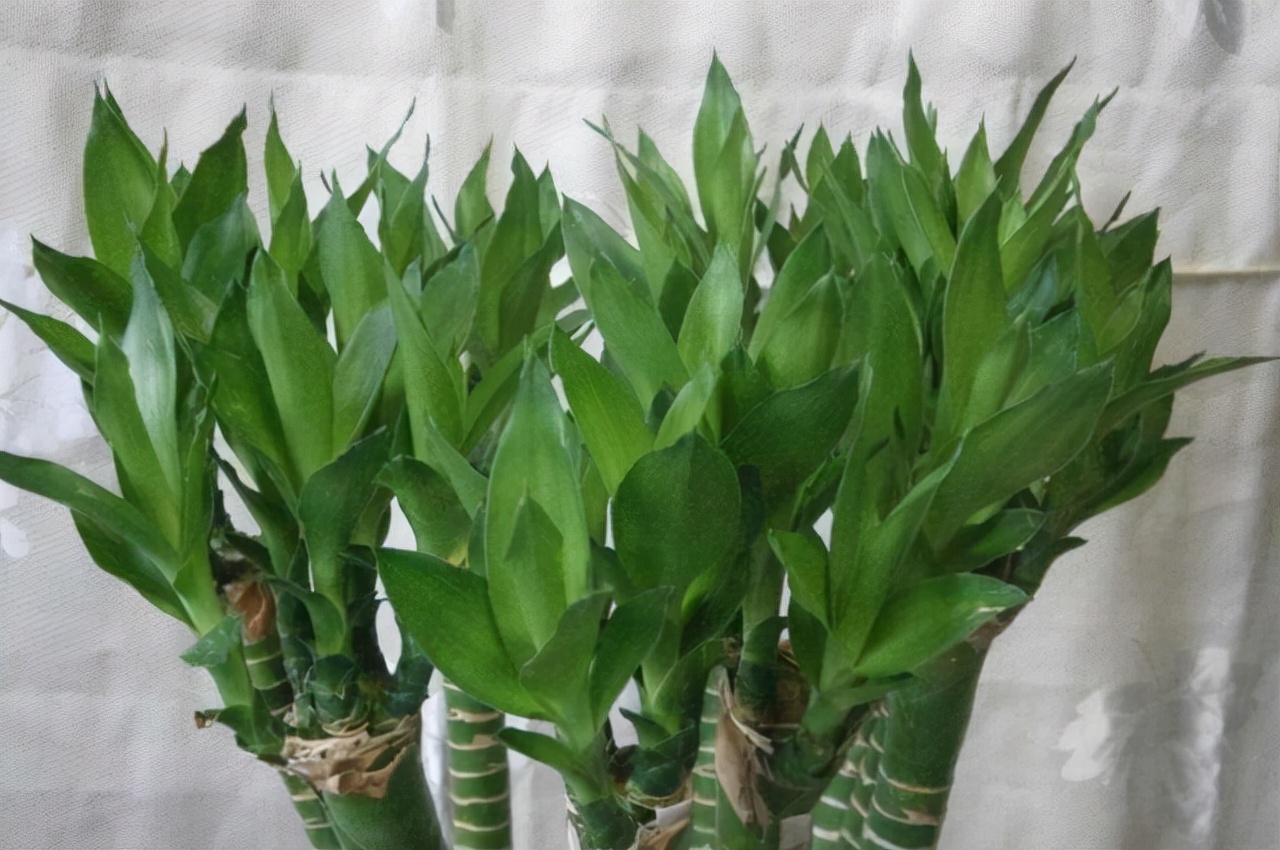 富贵竹怎么养才不会死,富贵竹该怎么养不会死掉