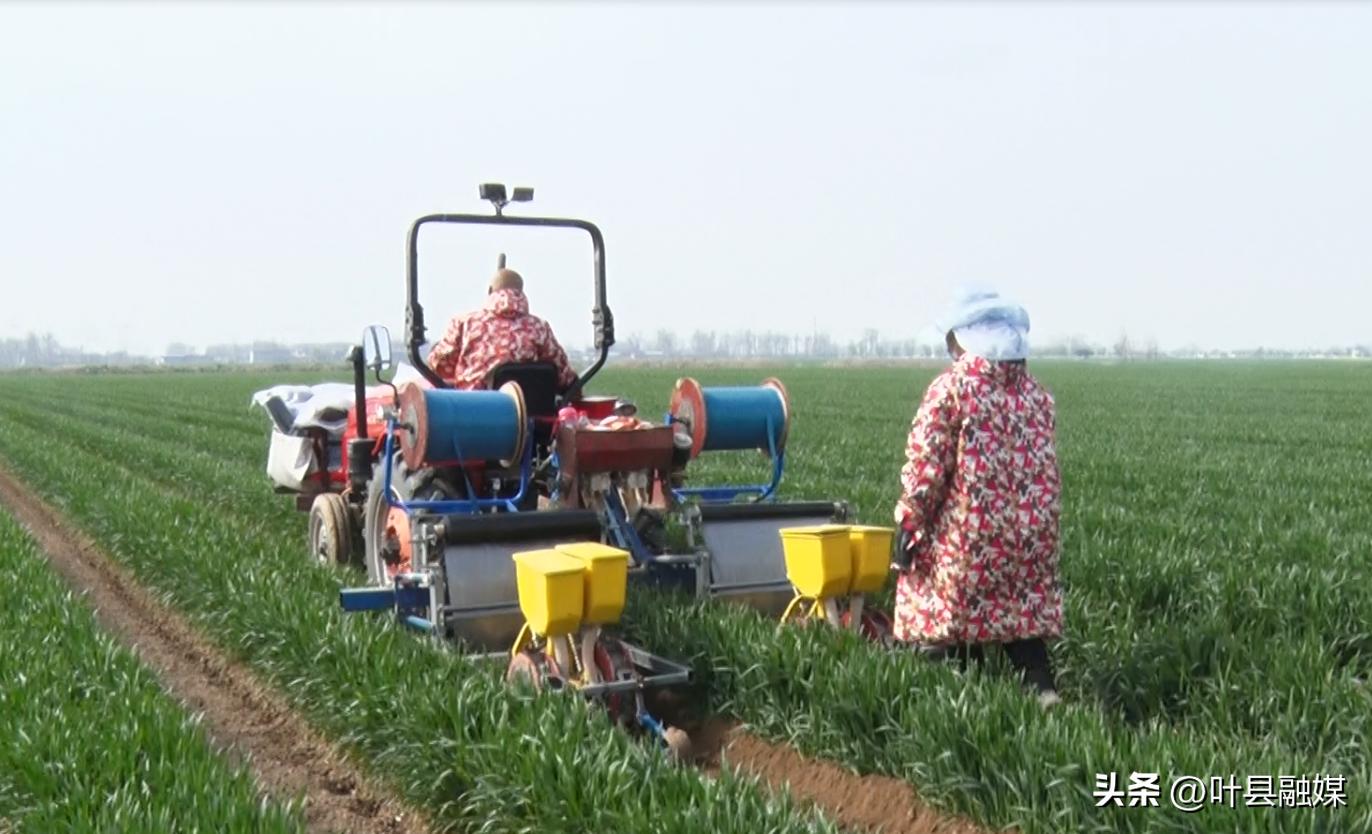 叶县廉村镇：机械直播新技术奏响春种“椒响乐”