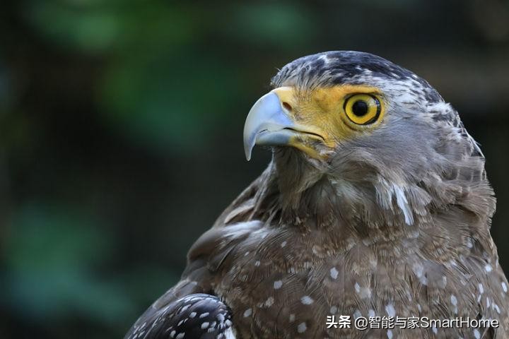 佳能性价比最高的专业全画幅相机,佳能旗舰全画幅相机推荐