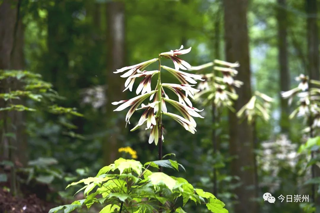 崇州山里的野百合图片,成都大邑野百合花海美景图
