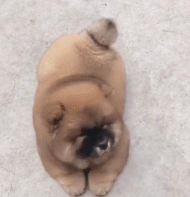 100个好听到爆的狗狗名字两个字,最近流行的狗名字