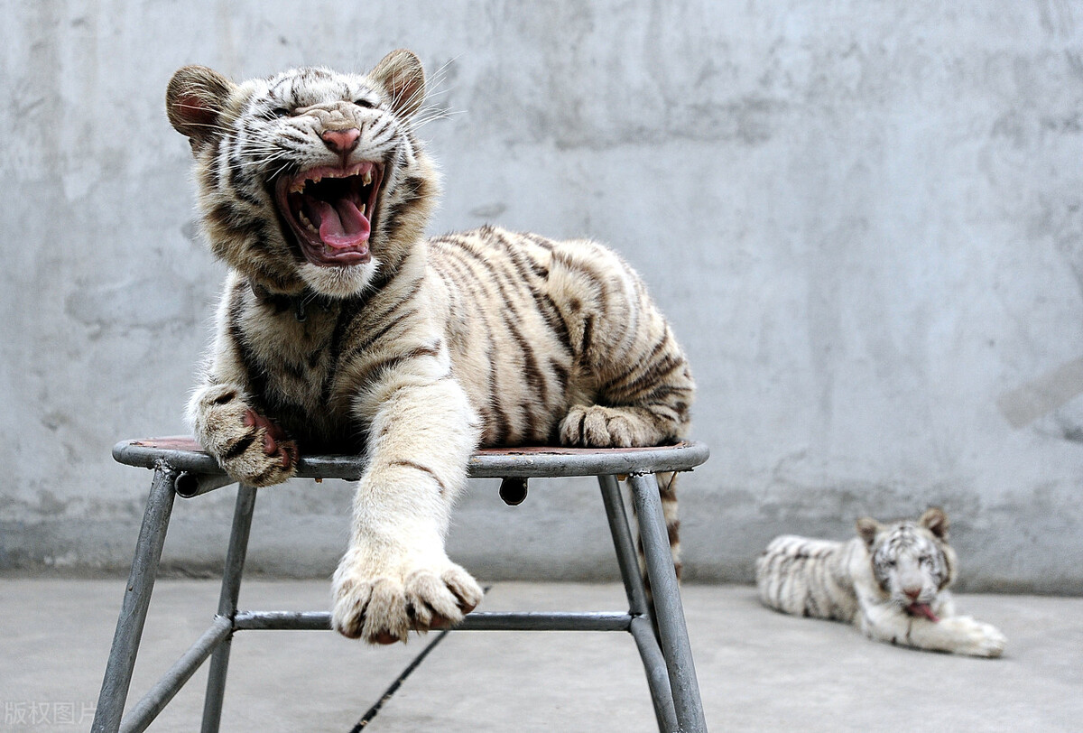 十二生肖的虎由来故事,十二生肖虎的来历和传说故事