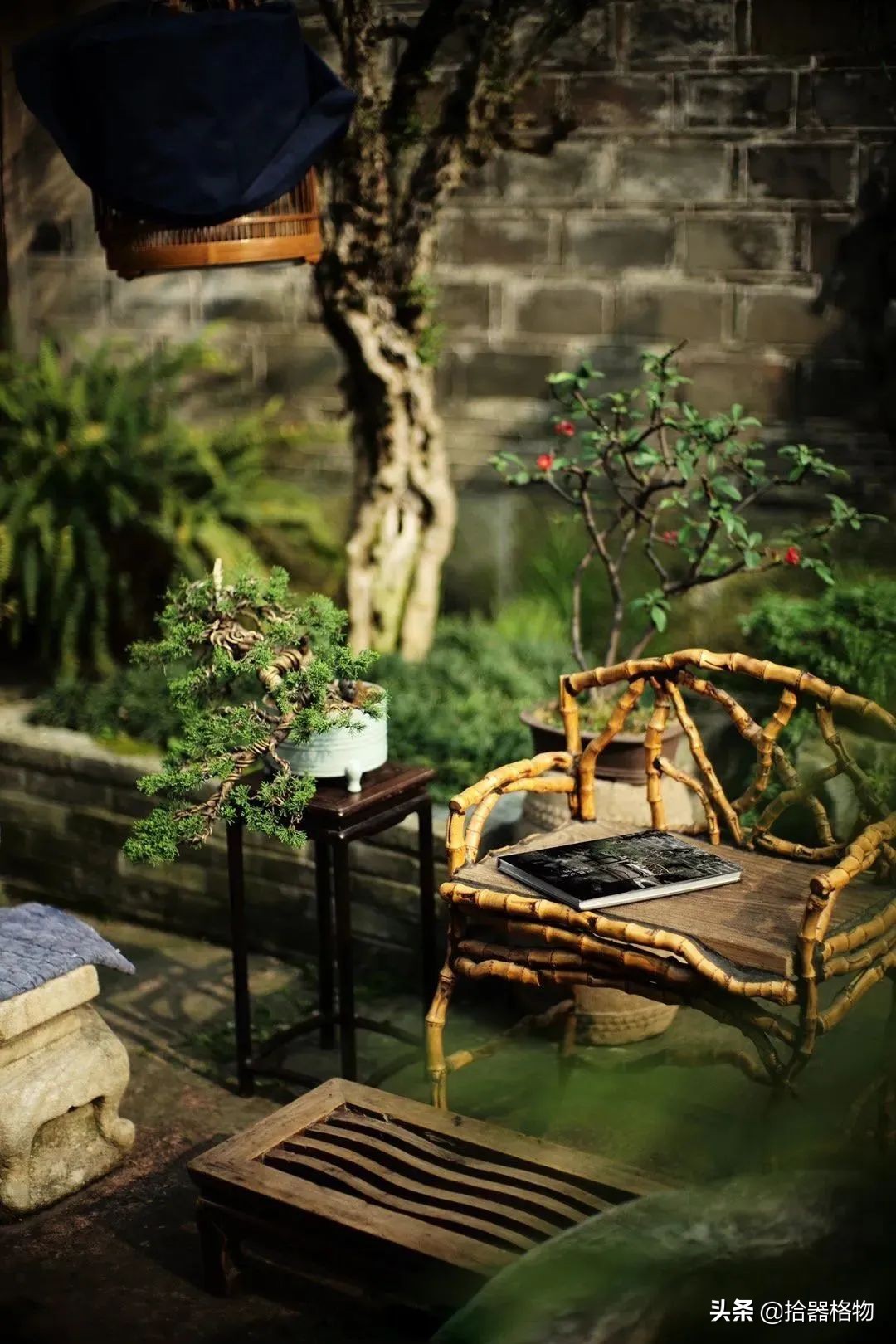 闲情雅致盆景造型,闲情逸致栽花种草