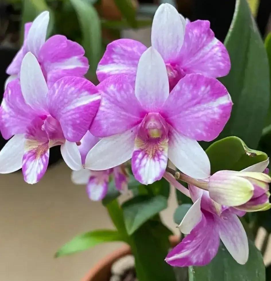 兰花的唯美图片,珍稀兰花各色大全