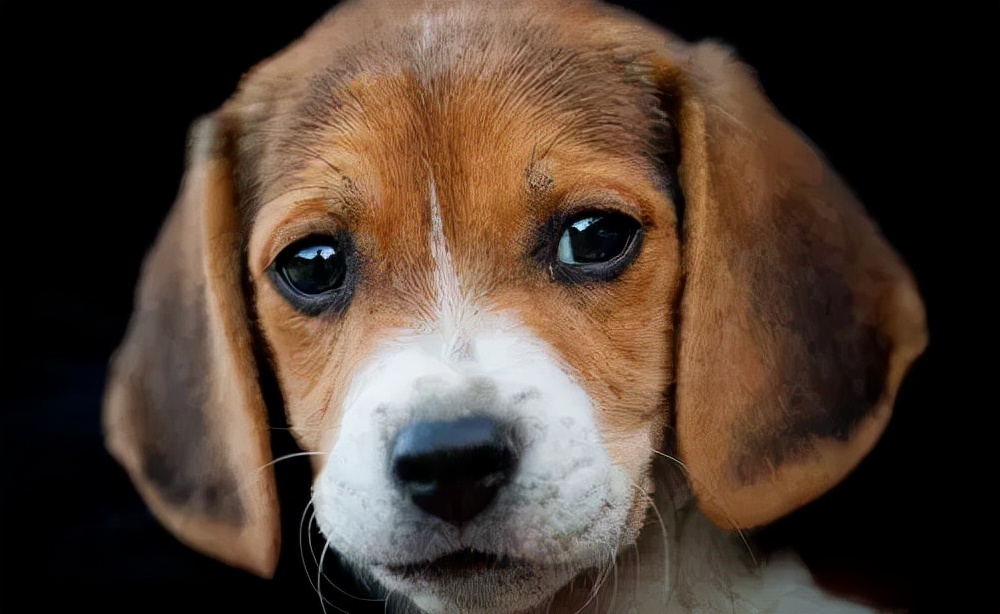 新手铲屎官养猫必备清单,新手铲屎官家里应该常备什么药