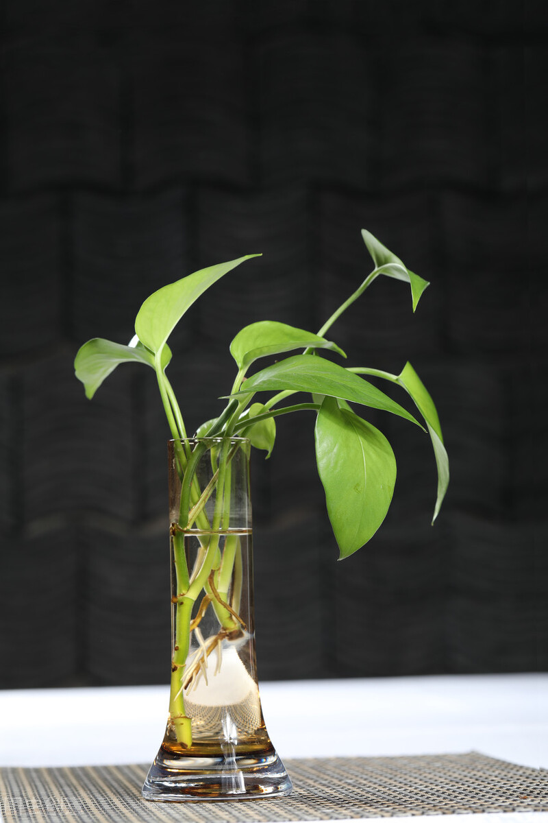 室内水培植物怎样防止蚊虫滋生,除蚊虫的最快的土方法