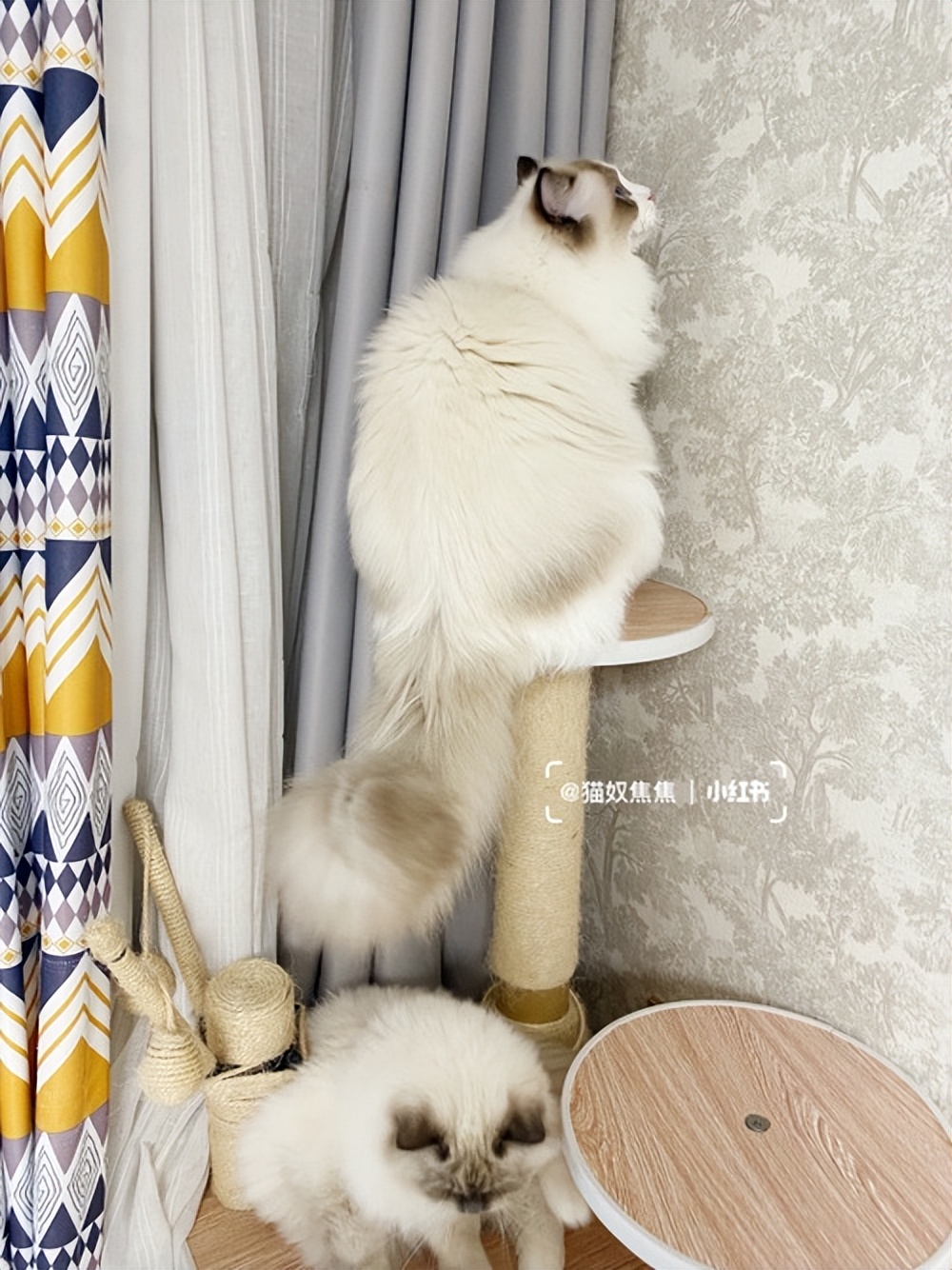 猫大便粘在毛上怎么解决,猫拉屎粘在地上怎么清理