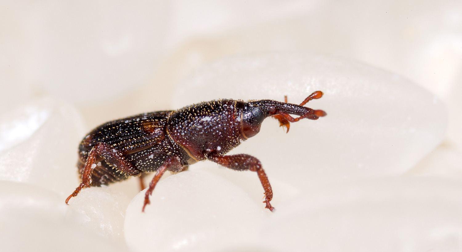 为什么别的食品也会出现米象,米象是如何感知到家里的食物的