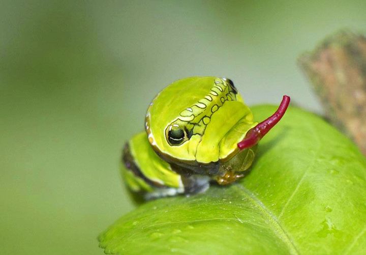 长得跟千足虫很像的虫子,长得很像蜈蚣的虫子图片