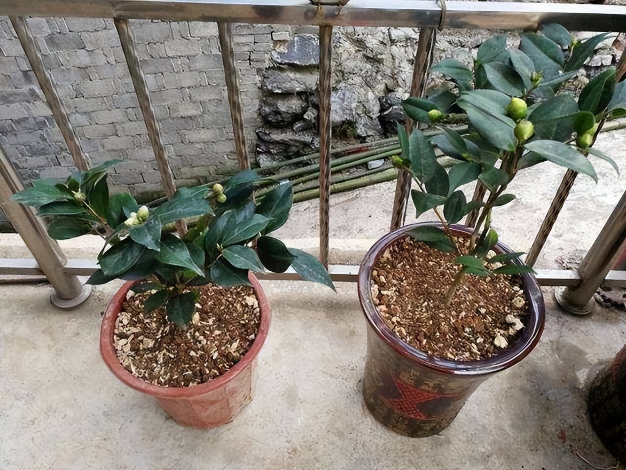 春节不能错过的3种花,逛花市买花需注意什么