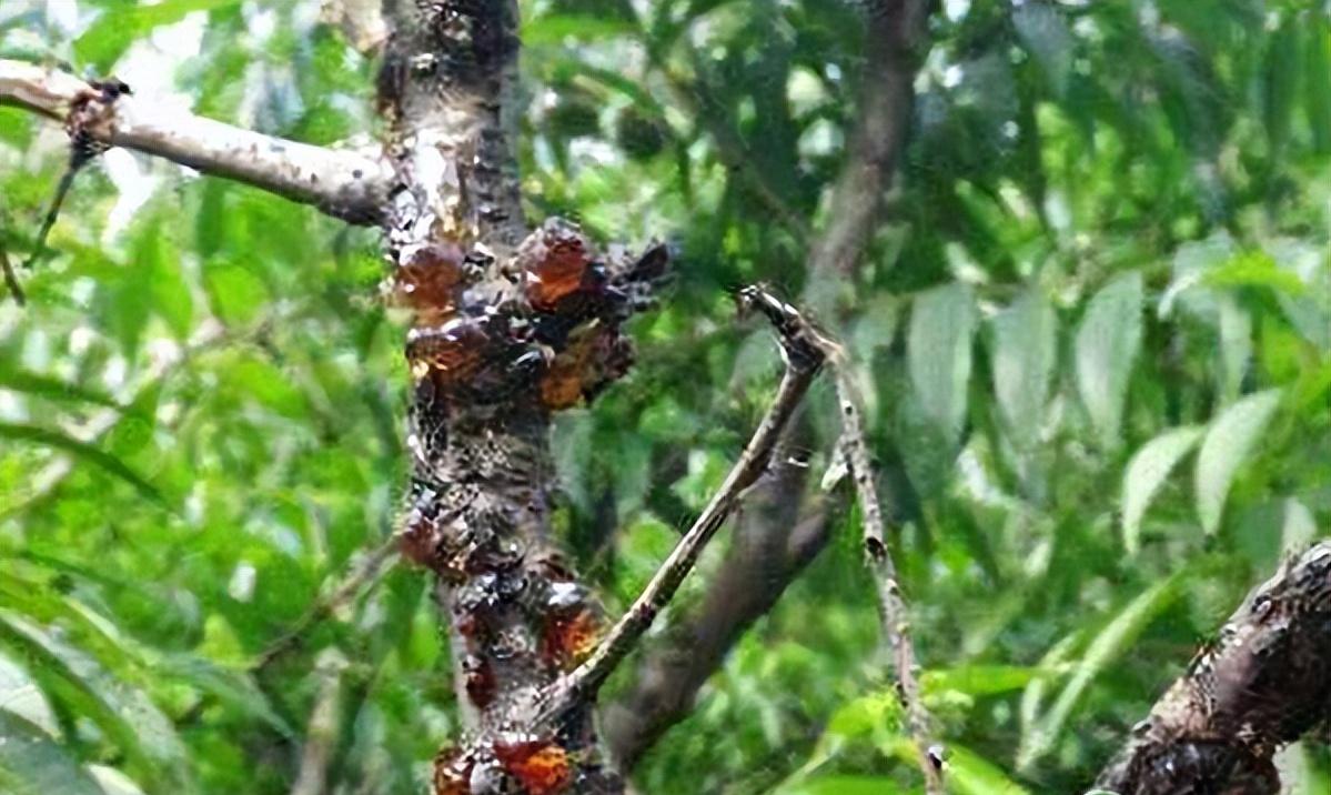 樱桃病虫害防治及管理专家,樱桃病虫害周年管理技术讲解