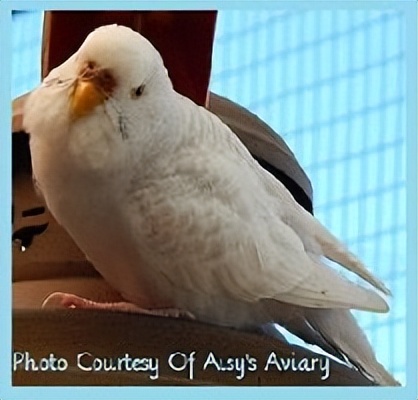 虎皮鹦鹉紫基因和钴蓝基因区别,虎皮鹦鹉基因缺陷怎么办