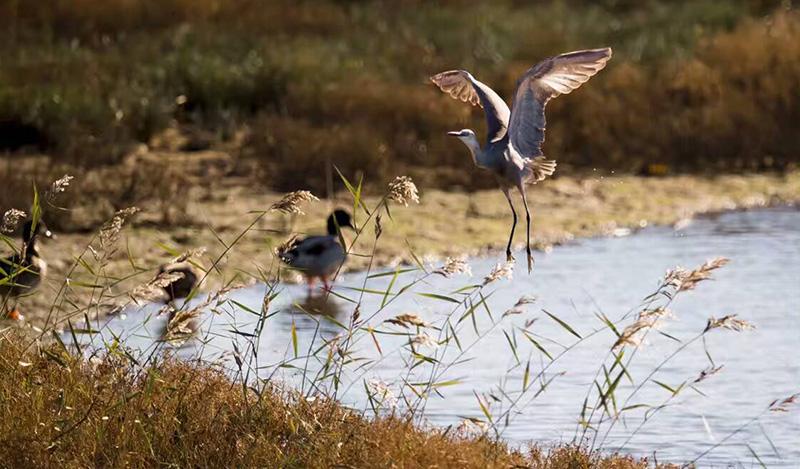 秦皇岛鸽子窝最佳观鸟地点,秦皇岛观鸟时间