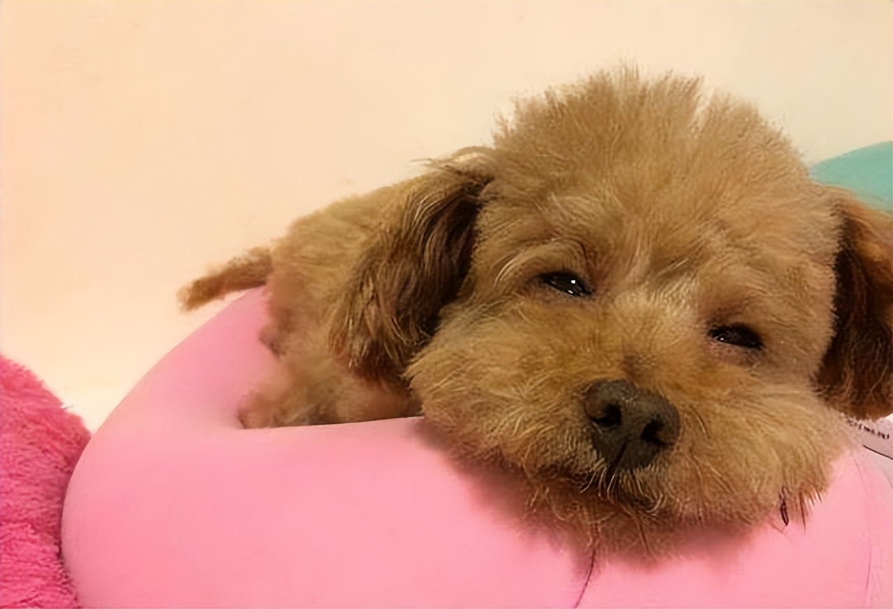 养泰迪有什么烦恼,养泰迪的五大误区