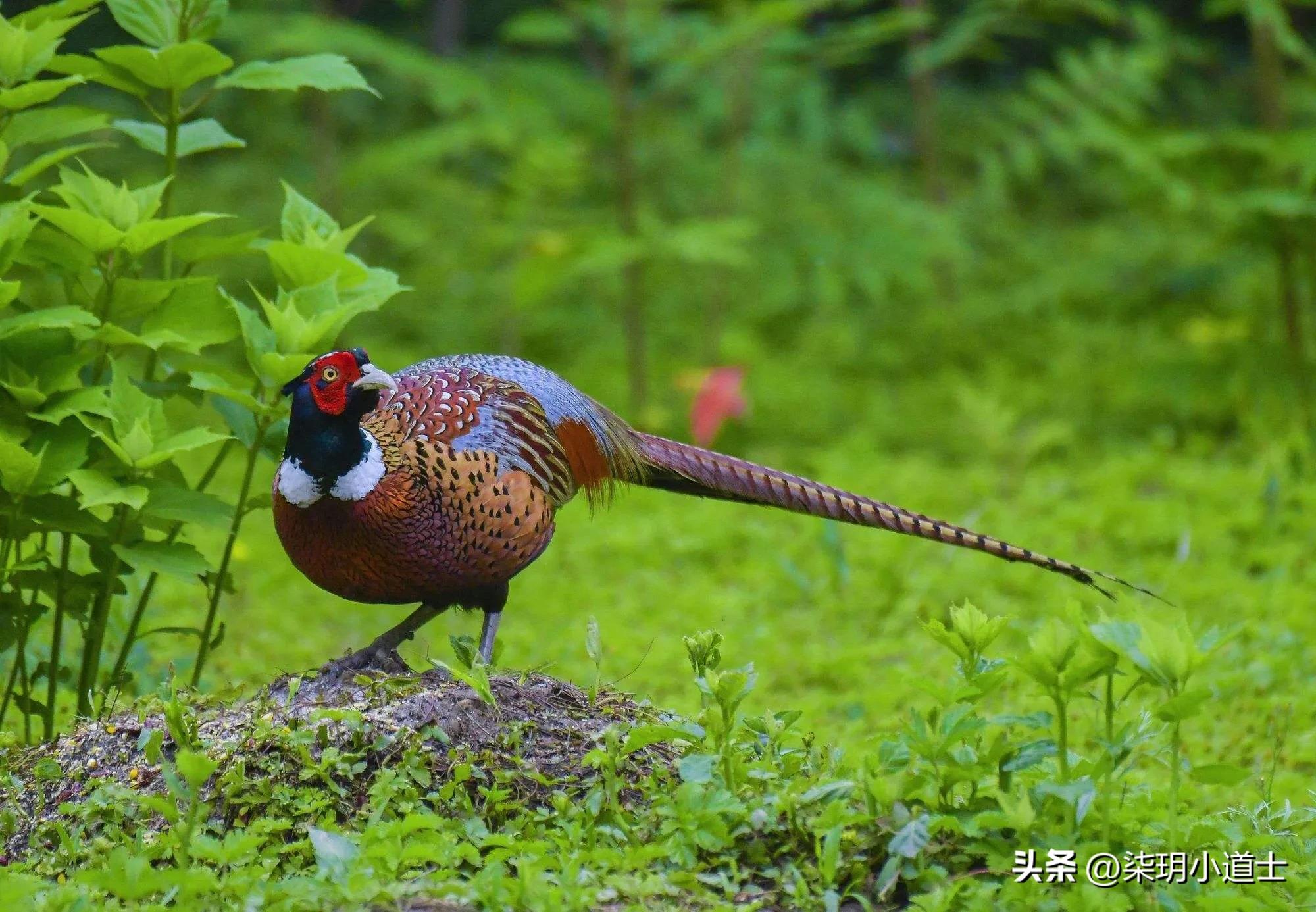 西晋开国太子何不食肉糜,西晋司马衷为何不食肉糜