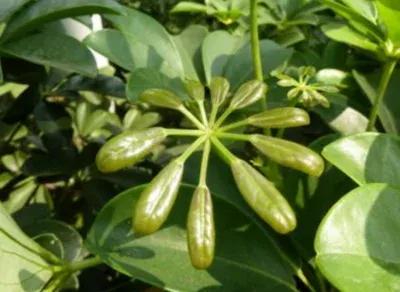 鸭脚木又叫鹅掌柴吗,鹅掌柴学名