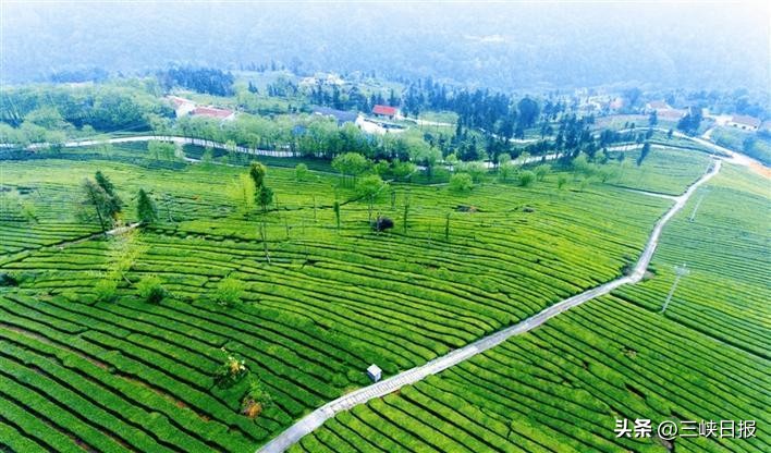 魅力茶乡激荡“绿色交响”——湖北五峰奋力创建全国“两山”实践创新示范县