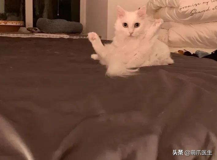 我的猫丢了拿回来要钱怎么办,我的猫丢了隐晦的意思