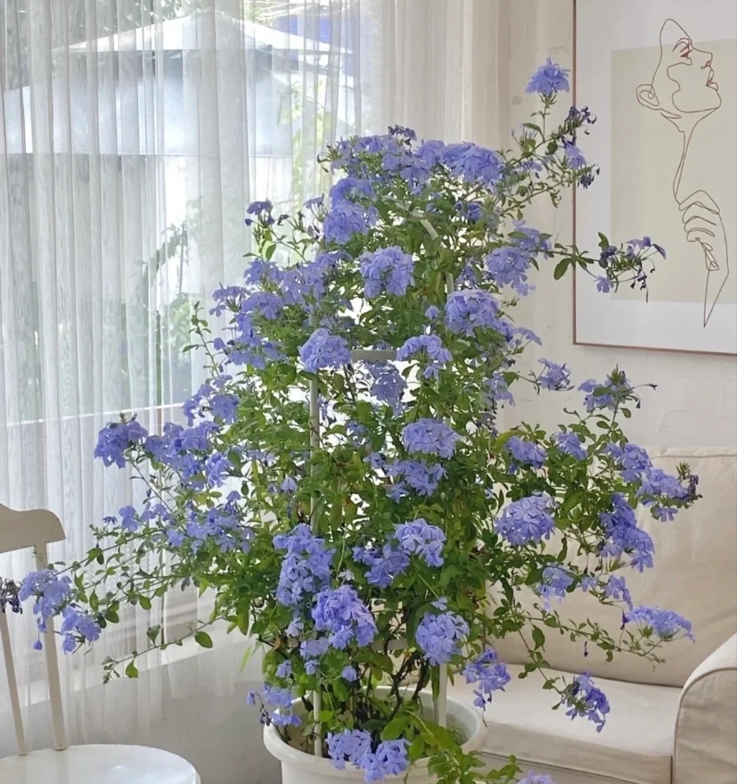 家庭客厅养什么花好看又旺财,客厅最吉祥的三种花