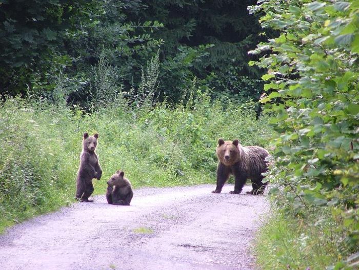 80个神奇的真实照片，不高兴的狗子，崎岖的铁路，倒立劈叉拉筋