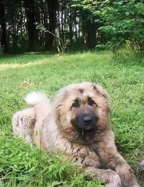 狗有哪些犬种,中国的6种本土犬种每一种都超帅