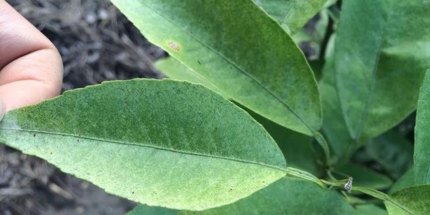 柑橘树红蜘蛛危害后如何恢复,柑橘红蜘蛛蚜虫用什么药防治