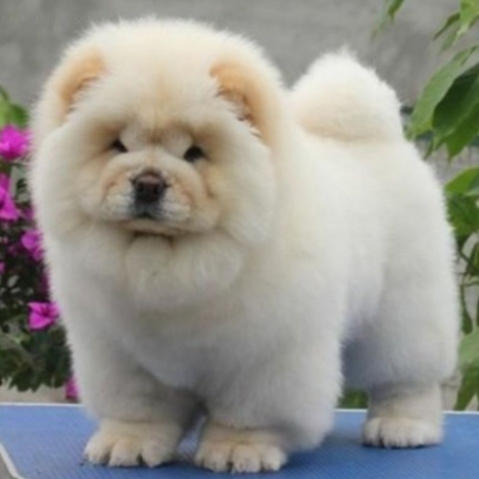 松狮和藏獒的区别,纯种松狮多少钱