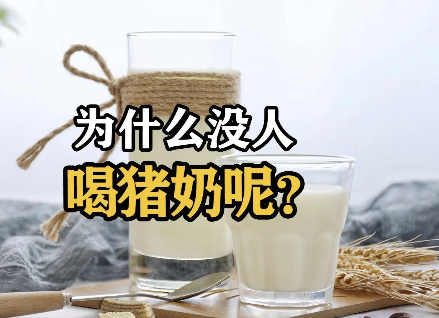 猪奶营养价值极高为什么没人喝,猪奶真的很难喝吗