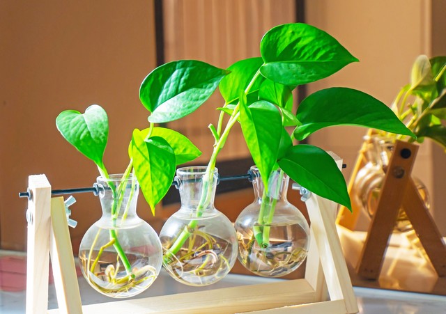 水培绿萝怎么养才能更旺盛,水培绿萝怎么养才能旺盛