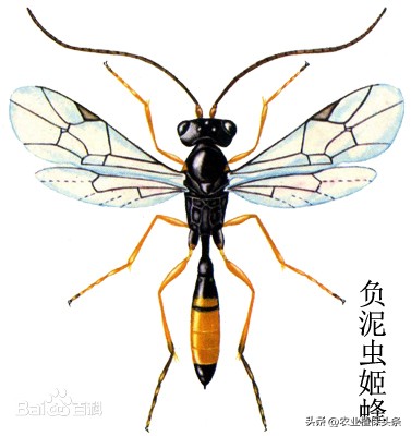 螨类害虫的农业防治措施,农业昆虫与害虫防治