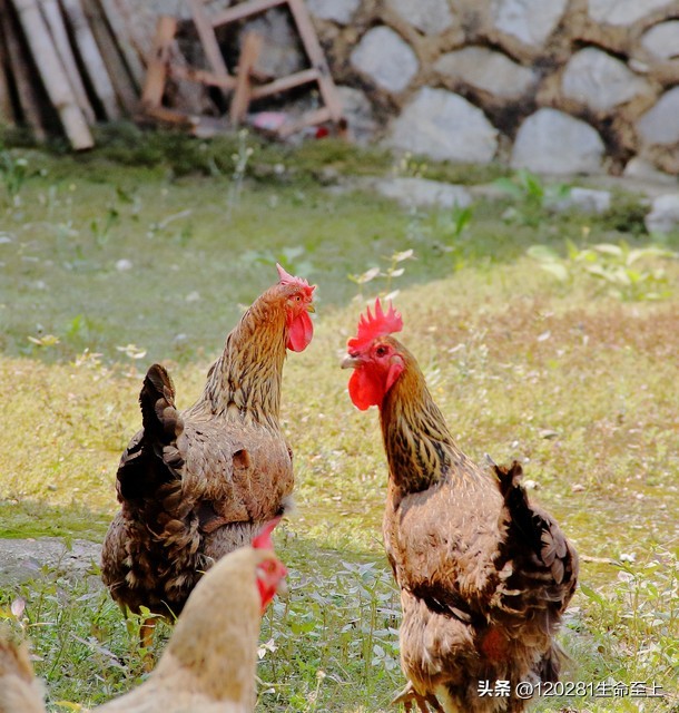 老公喜欢打麻将,有一个爱打麻将的老公就该离婚吗