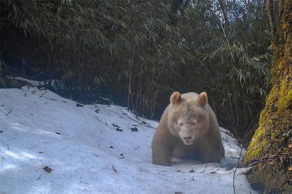 野生大熊猫和圈养大熊猫打架,白色大熊猫与大熊猫罕见同框凶