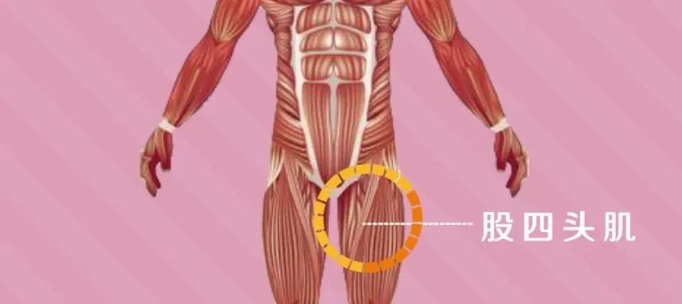 足球运动员的大腿肌肉有多放松,世界杯足球员的腿到底有多强壮