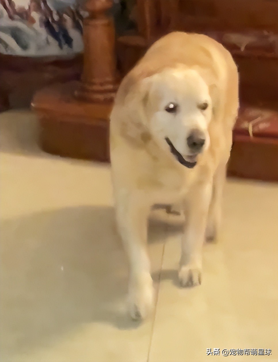 当你不见了宠物该怎么办,宠物不在了伤心怎么办