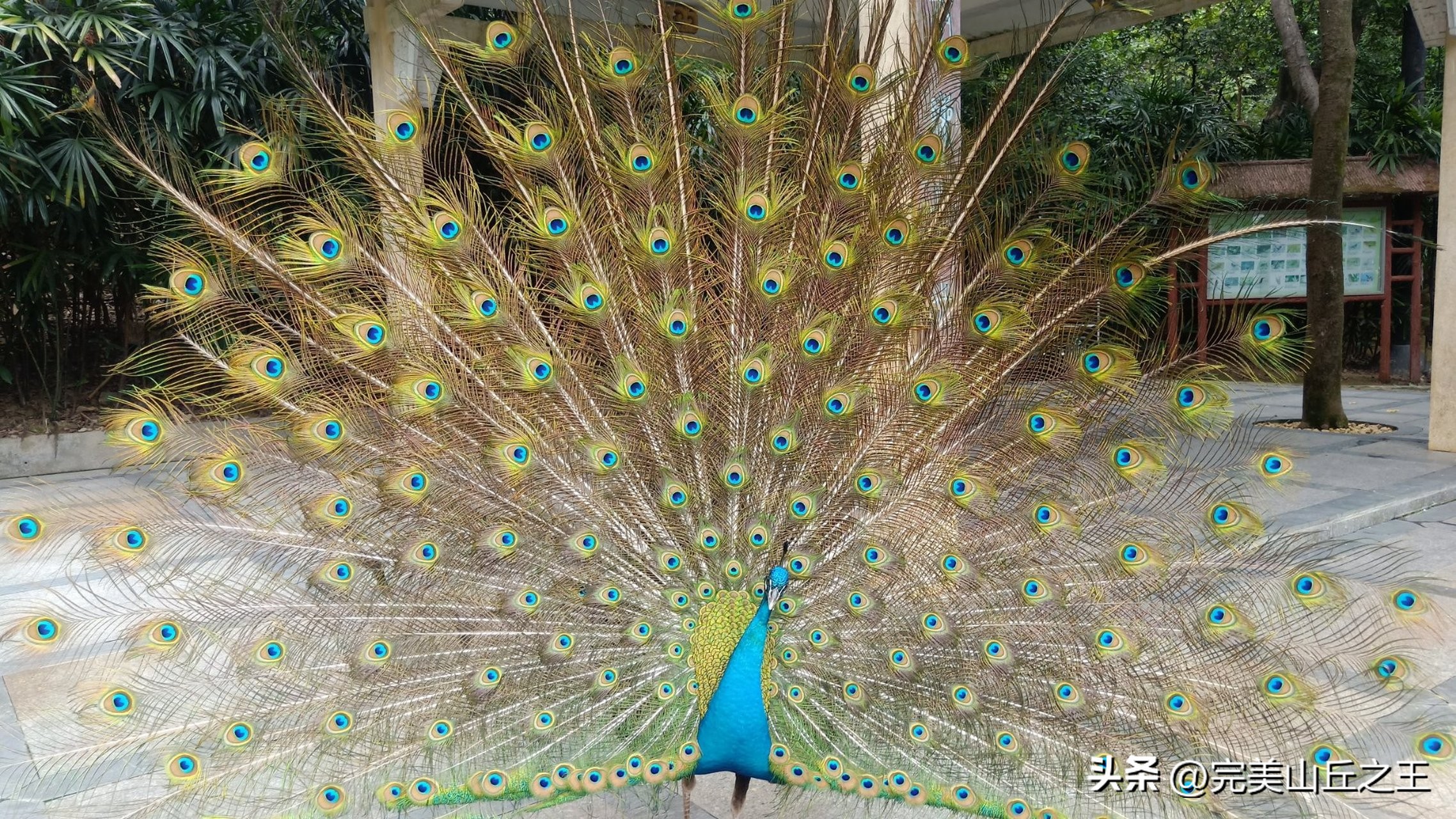 广州5a景区正佳广场,广州5a景点排名大全